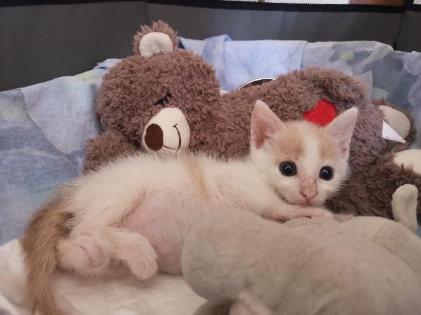 Angy È Uno Splendore Di Micia